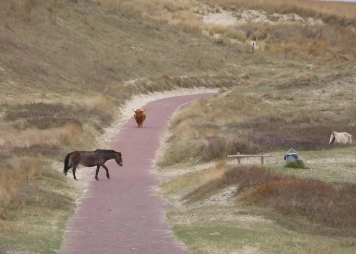 Zandstudio * 알크마르