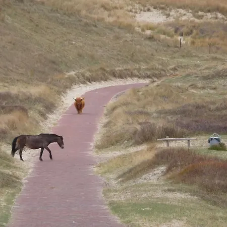 Zandstudio * Alkmaar